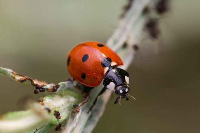 Ladybug