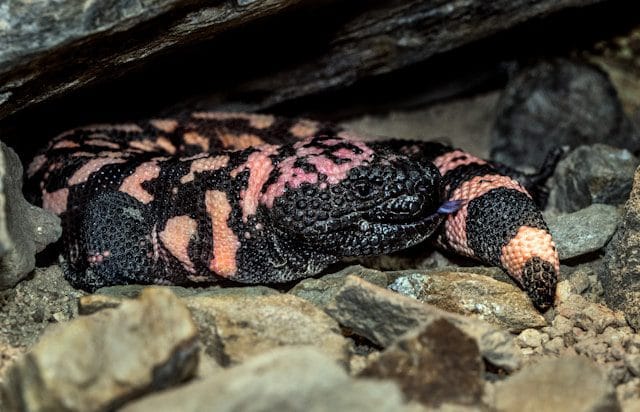 Gila Monster
