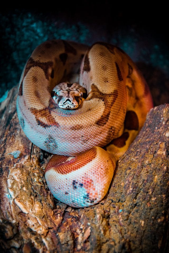 Boa Constrictor