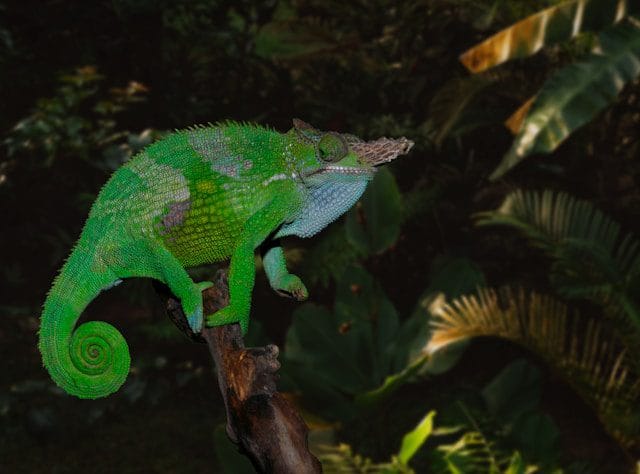 Chameleon
