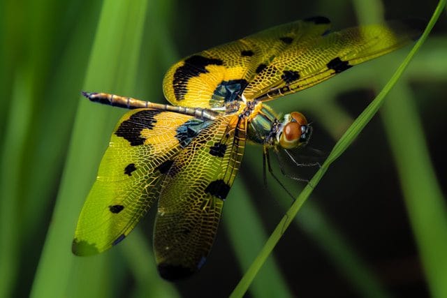 Dragonfly