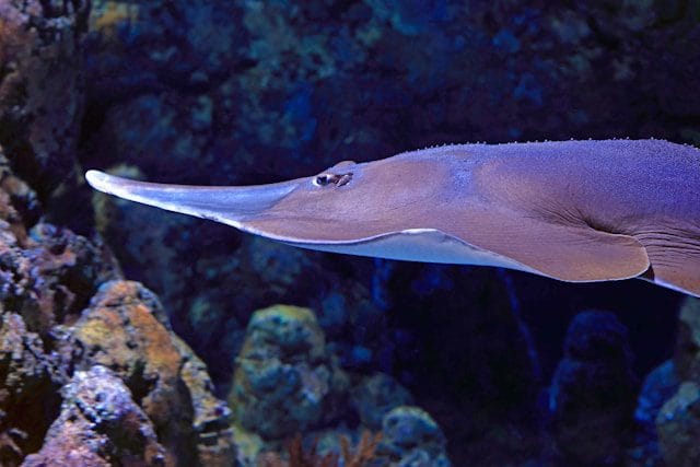 Guitarfish