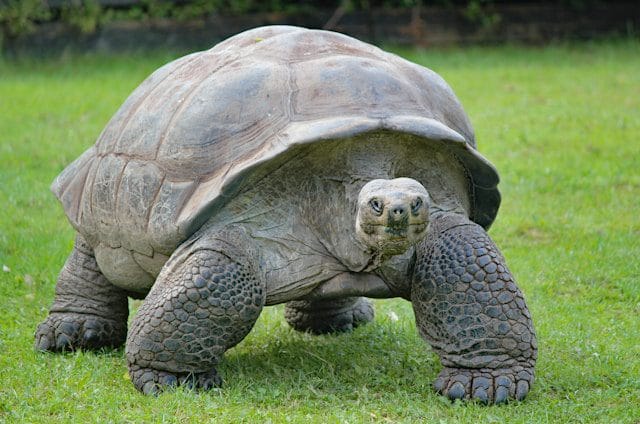 Aldabra Giant Tortoise