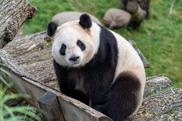 Giant Panda