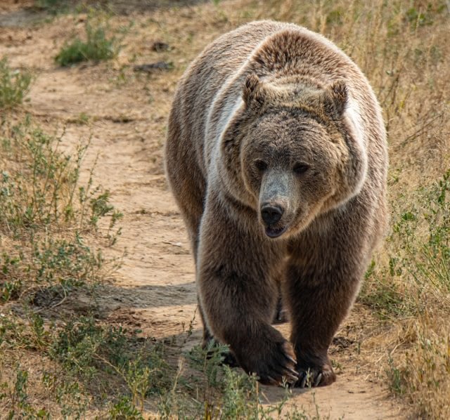 Bear