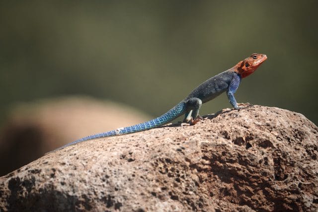 Agama Lizard