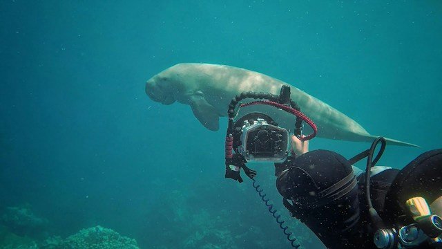 Dugong