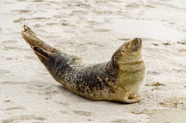Seal