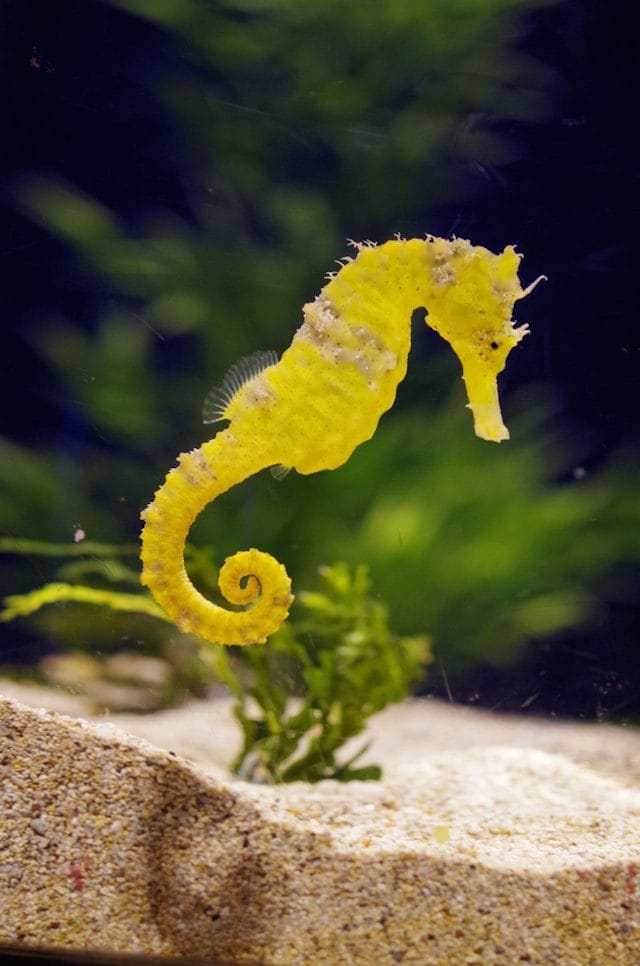 Seahorse
