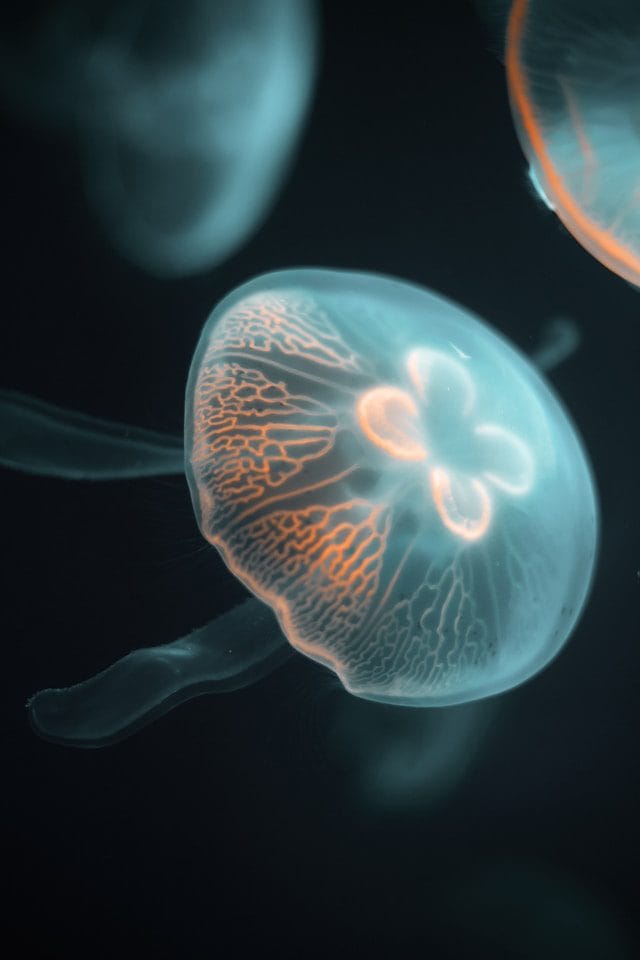 Jellyfish