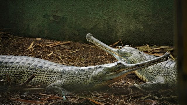 Gharial