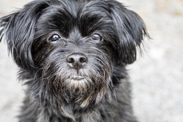 Affenpinscher