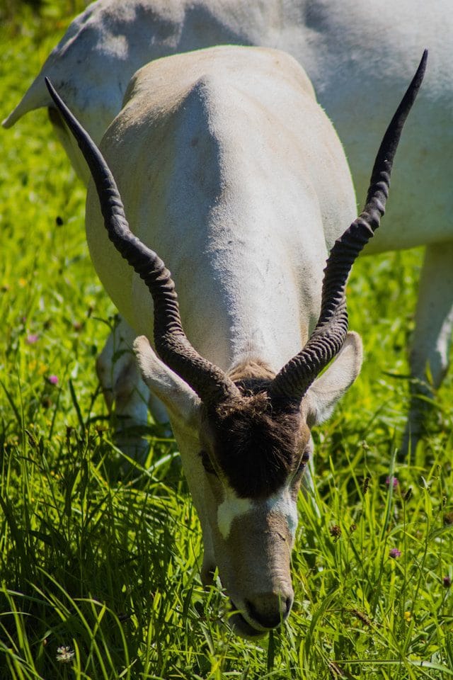 Addax