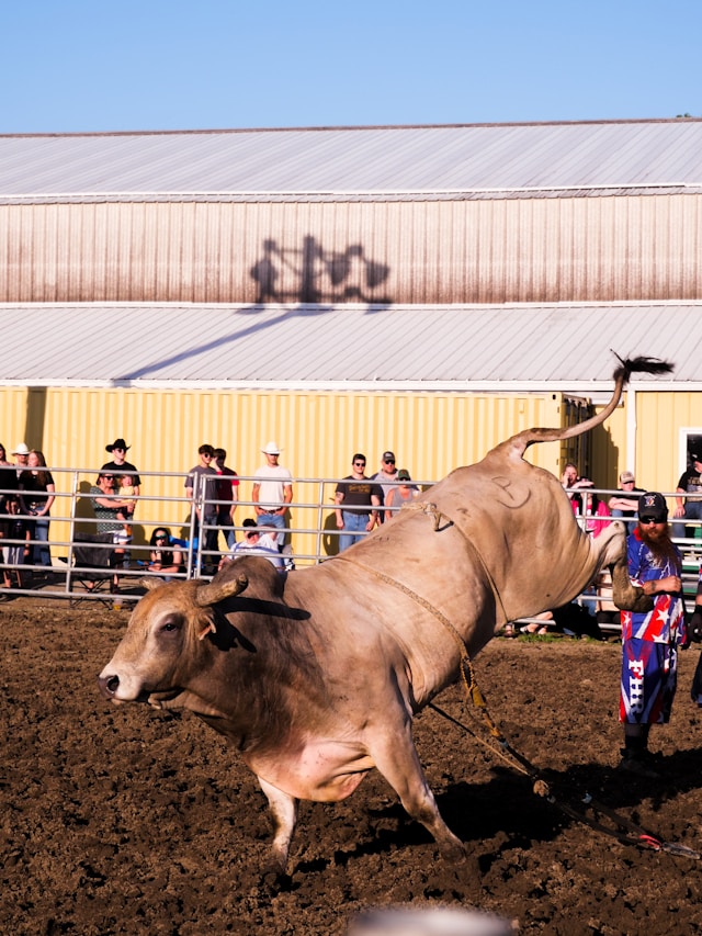 Bull