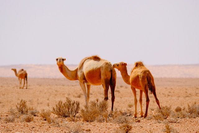 Camel