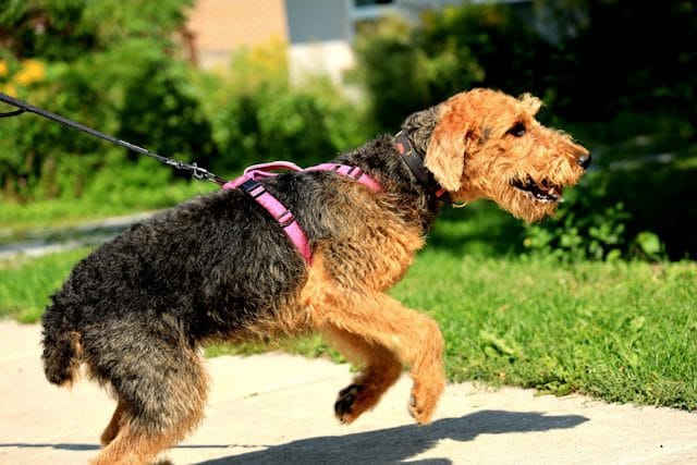 Airedale Terrier
