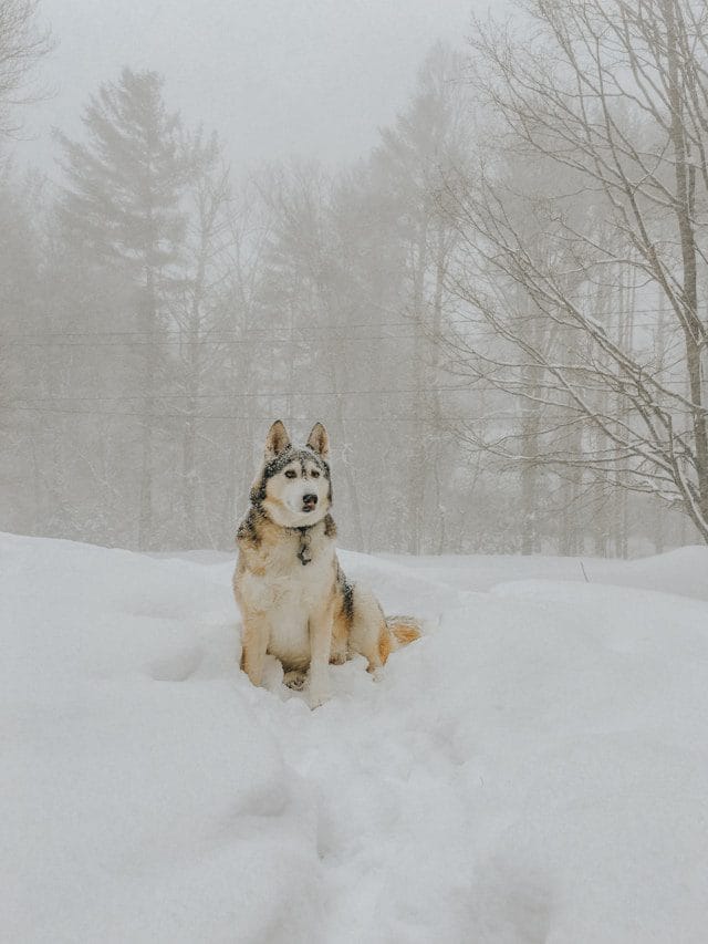 Alaskan Shepherd