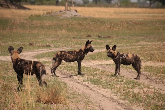 African Wild Dogs