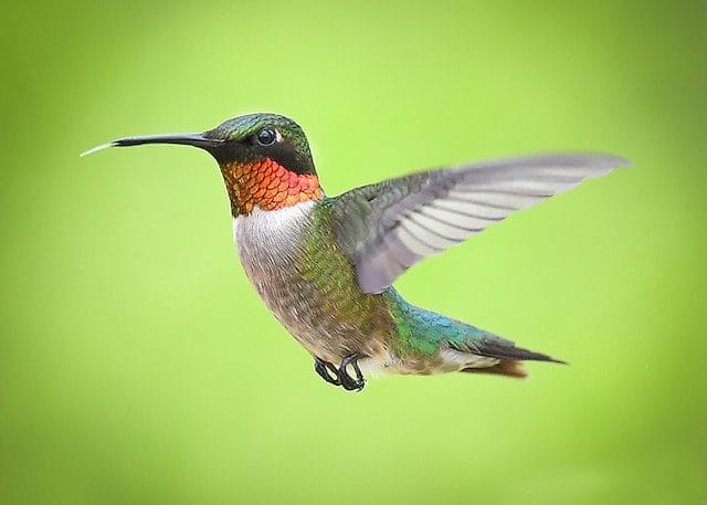 Hummingbird