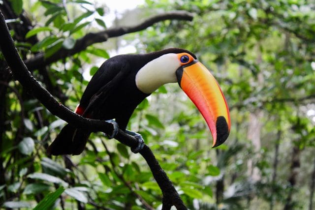 Toco Toucan