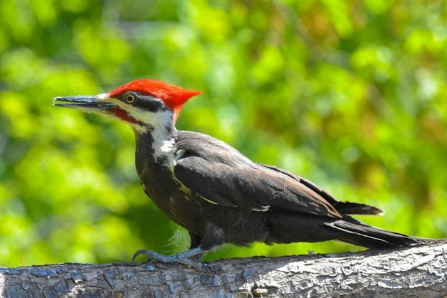Woodpecker