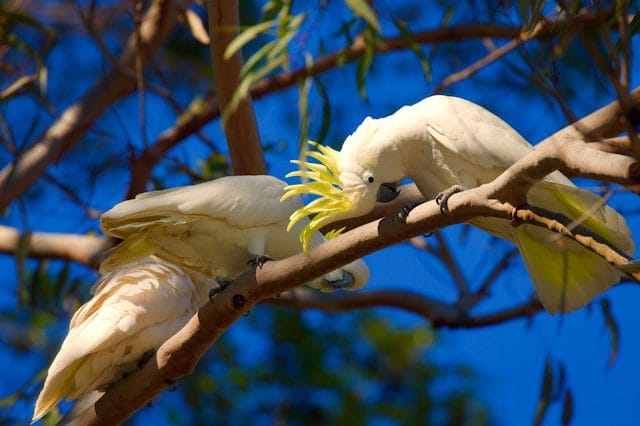 Cockatoo