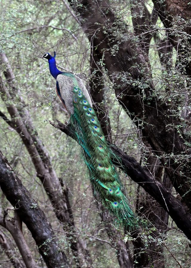 Peacock