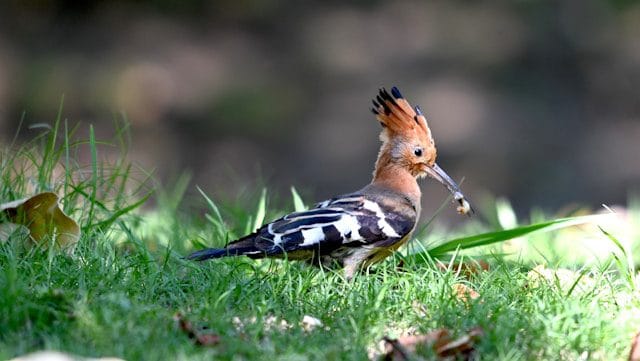Hoopoe