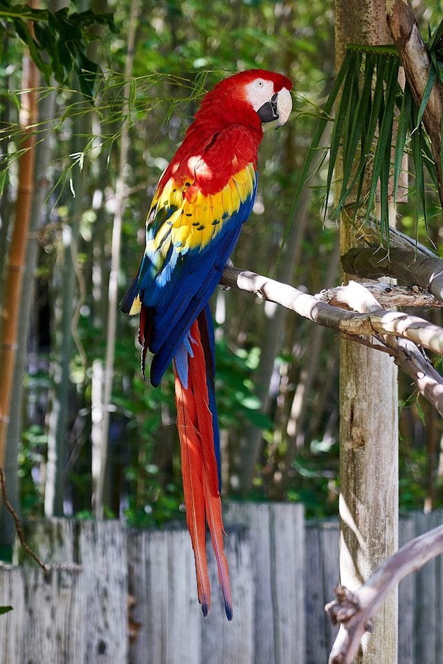 Macaw