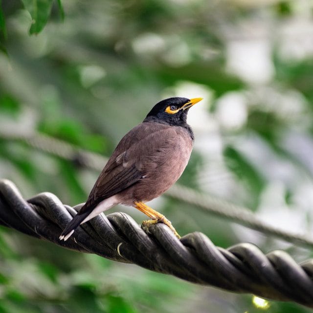 Myna Bird