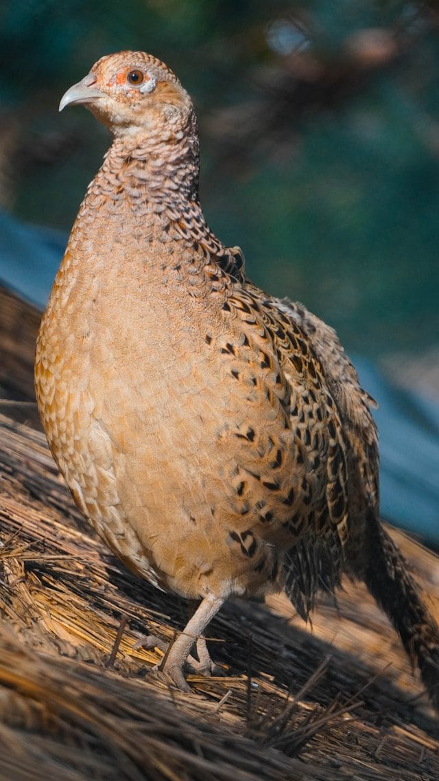 Quail