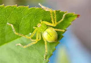 Arachnid animal type