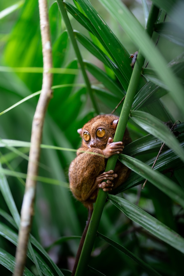 Tarsier