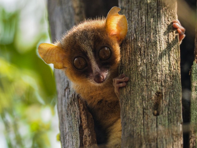 Bushbaby