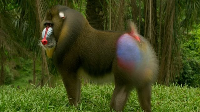 Mandrill