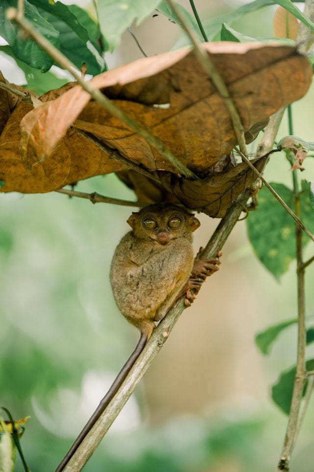 Tarsier