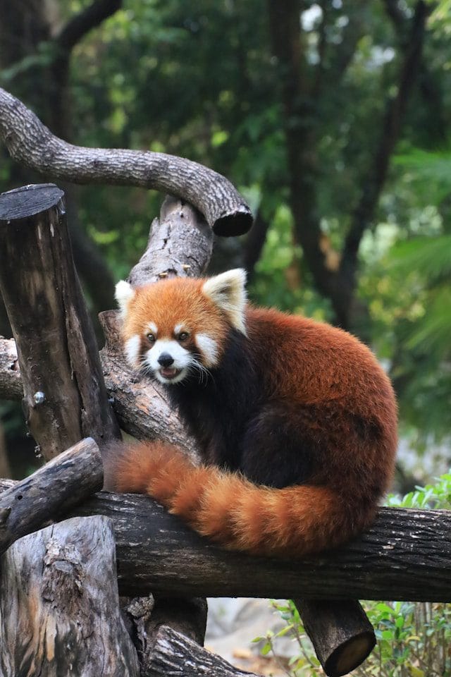Red Panda
