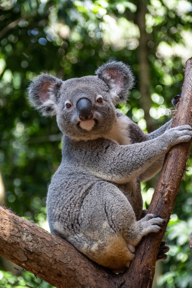 Koala