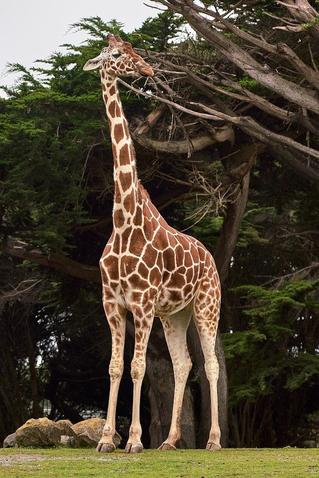 Giraffe