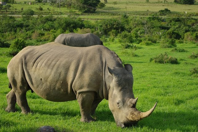 Rhinoceros