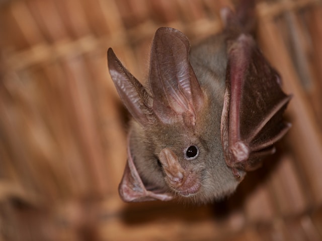 Bumblebee Bat