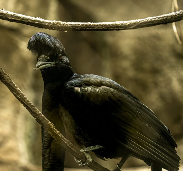 Umbrellabird